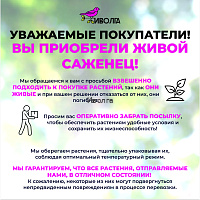 Виноград "Мускат Красный", саженец 1 шт фото 8 Виноград "Мускат Красный", саженец 1 шт фото 8