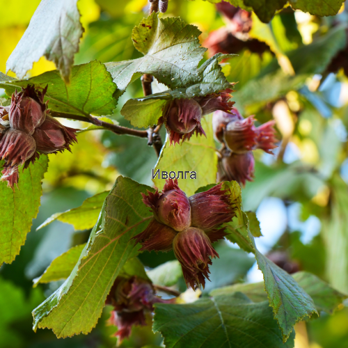 Лещина "Лесной орех", саженец 1 шт Лещина "Лесной орех", саженец 1 шт