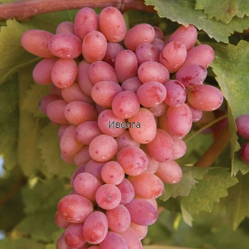 Виноград "Багровый", саженец 1 шт