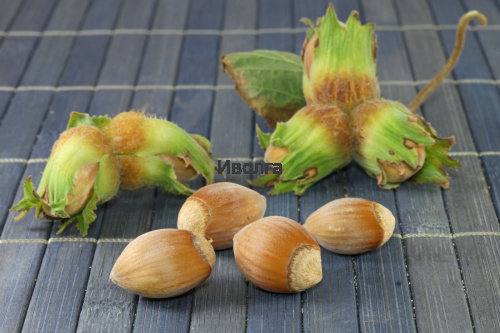 Лещина "Лесной орех", саженец 1 шт фото 3 Лещина "Лесной орех", саженец 1 шт фото 3