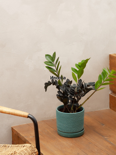 Замиокулькас Равен фото 3