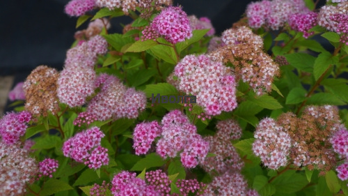 Спирея японская "Альпина" (альпийская), саженец 1 шт фото 3