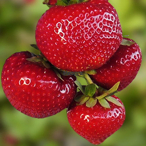 Клубника "Сенсация", саженец 1 шт