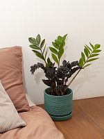 Замиокулькас Равен