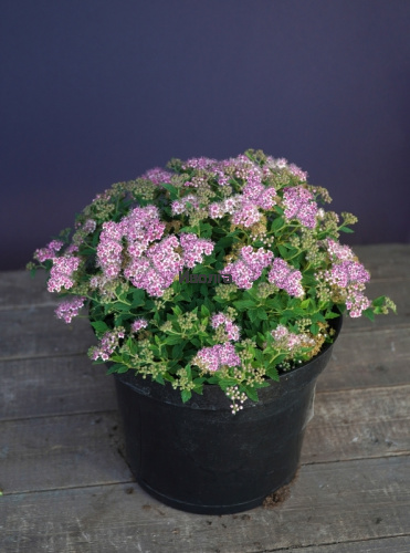 Спирея японская "Альпина" (альпийская), саженец 1 шт фото 2