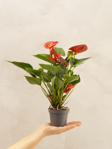 Антуриум Даймонд Ред фото 4 Антуриум Даймонд Ред фото 4