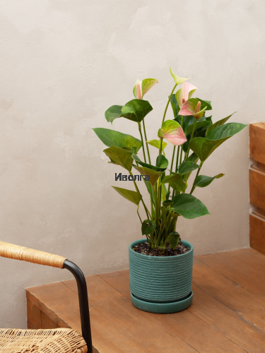 Антуриум Фэнтэзи Лав фото 3 Антуриум Фэнтэзи Лав фото 3