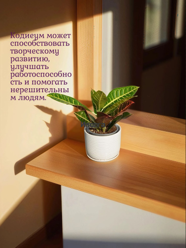 Кодиеум (Кротон) Петра высота 40см фото 3