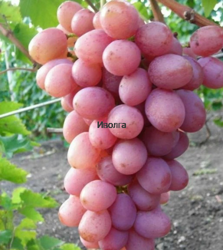 Виноград "Азалия", саженец 1 шт фото 2 Виноград "Азалия", саженец 1 шт фото 2