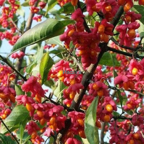 Бересклет "Бородавчатый", саженец 1 шт Бересклет "Бородавчатый", саженец 1 шт