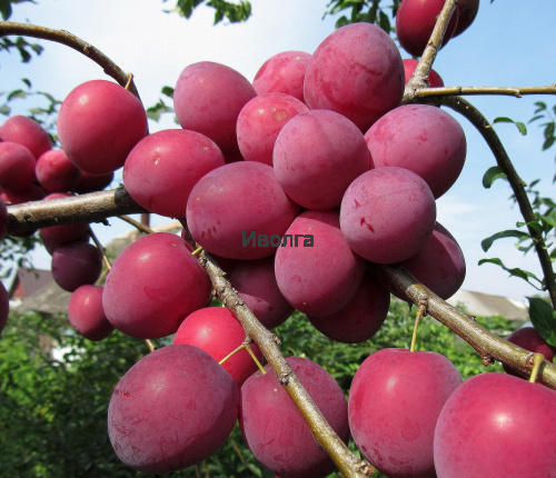 Алыча "Кубанская комета" фото 2