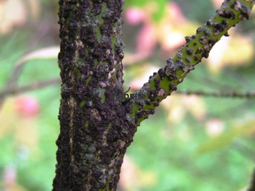 Бересклет "Бородавчатый", саженец 1 шт фото 3 Бересклет "Бородавчатый", саженец 1 шт фото 3